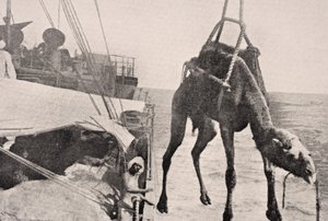 Transferring camel from ship to land in Persian Gulf, 1915, from 